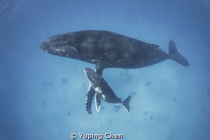 Mom and Her Calf by Yuping Chen 